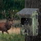 Фотоловушка NatureWatch